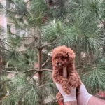 Evinizin Neşesi Mini Toy Poodle Bebekler