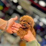 Toy Poodle Cins Erkek Dostuma Kalıcı Yuva Arıyorum