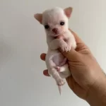 Corgi-Chihuahua Ücretsiz Sahiplendirme