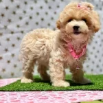 Şila Maltipoo Cins 9 Aylık Dişi