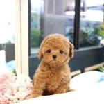 Yeni Yuvalarına Hazır Minik Kurabiyeler