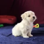 Ücretsiz Sahiplendirme-Maltipoo Oyuncu Ve Eğitimlidir.