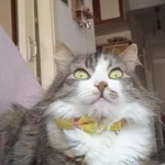 Norveç Orman Kedisi Bella Kalıcı Yuvasını Arıyor