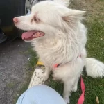 Poomerian Alman Spitz