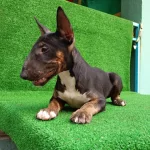 Negro için Ömürlük Yuva Arıyoruz.