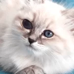 Mikrocipli 3 Aylık Erkek Ve Dişi Sibirya Kedisi