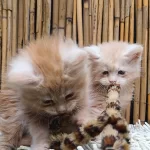 Maine Coon Türk – Mco Cattery