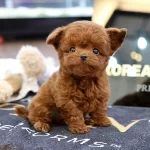 Show Duzey Teddy Face Toy Poodle Yavrumuz