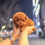 Minicik Uslu Toy Poodle Yavrularım