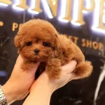 Red Brown Asili Toy Poodle Yavrular