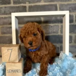Denizli Merkez Teslime Hazır Poodle Bebekler