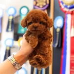 Super Star Orjinal Toy Poodle Bebislerimiz