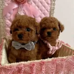 Sevi̇mli̇ Mi̇ni̇k Erkek Di̇şi̇ Poodle Bebekler