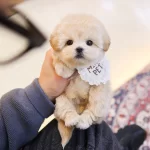 Apricot Renk Toy Poodle Cocuklarim