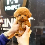 Show Kalite Toy Poodle Bebeklerimiz