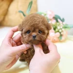 Akilli Ve Sevecen Toy Poodle Yavrumuz