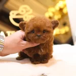 Korean Teddy Face Toy Poodle