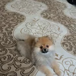 3 Aylık Dişi Pomerian