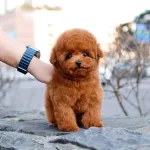 Super Zeki Toy Poodle Minnaklarim