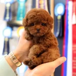 Gercek Korean Toy Poodle Bebislerimiz