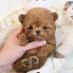 Teddy Face Korean Toy Poodle Bebeklerimiz