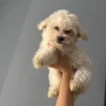 Orjinal Maltese  Terier Bebekler