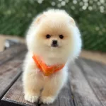Safkan Pomeranian Boo Bebekler