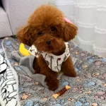 Kore Toy Poodle Yavrular