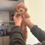 Safkan Toy Poodle Mini Bebekler