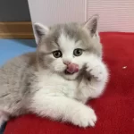 British Longhair Bicolor