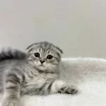 Yavrularıma Güvenli Yuva Arıyorum