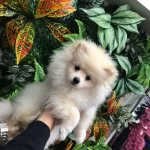 Pomerani̇an 2,5 Aylik Erkek Yavru