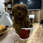 2 Aylık Yavru En Küçük Boy Erkek Toy Poodle
