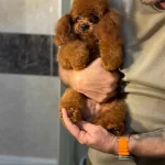Yetişkim Aşıları Tam Toy Poodle Kore Gen