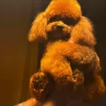 Yetişkin Toy Poodle Kore Genetik