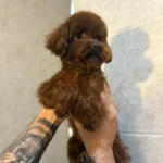 Toy Poodle Orjinal Boy Ve Irk Garantili