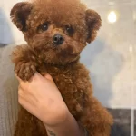 Toy Poodle Orjinal Kore Genetik