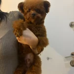 Toy Poodle Safkan Kore Gen