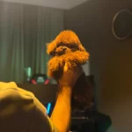 Orjinal Kore Genetik Toy Poodle