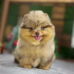 Poz Vermeyi Bilen Boo Bebeğimiz :)