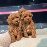 Toy Poodle Bebeklerimiz