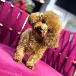 Toy Poodle Tüm Aşıları Tam