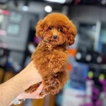 Toy Poodle Kore Gen +++