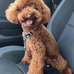 Yetişkin Kore Toy Poodle