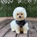 Yakışıklılar Yakışıklısı Pomerian Boo