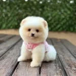 Barbie Bebek Pomerian