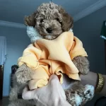 Tuvalet Eğitimli Toy Poodle