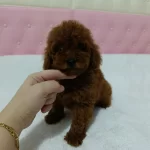 Mini Mini Toy Poodle Kore
