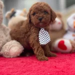 Toy Poodle Profesyonel Petçiden
