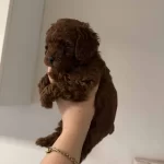 Toy Poodle Bebeğimiz